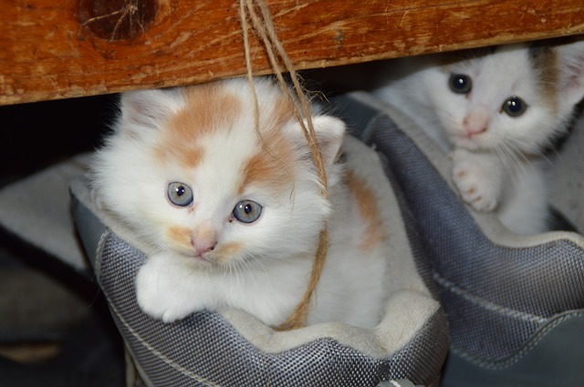 cute kittens